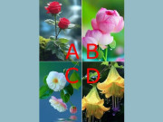 Yêu - Trắc nghiệm: Người ấy yêu bạn sâu đến mức nào? Chọn một bông hoa để biết đáp án