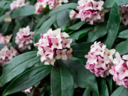 Nhà đẹp - Hoa này đẹp hơn hoa trường sinh 100 lần, càng lạnh càng nở rộ, vừa thanh lịch vừa sang trọng, hương thơm bay xa cả 100m