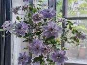 Nhà đẹp - 5 loài hoa “bất tử” mùa hè chẳng sợ nóng, mùa đông chẳng ngại lạnh, vứt xó vẫn nở rực rỡ