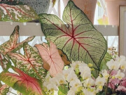 Nhà đẹp - 12 loại cây “chuyên trị” khí độc, đặt trong phòng khách vừa đẹp sang vừa hút lộc, góc nhà cũng sạch bong