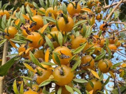 Nhà đẹp - Cây mọc dại cho không ai lấy nay lên đời thành đặc sản, hoa lộng lẫy, quả ngon, trồng trong nhà giúp giữ nhà, chiêu lộc