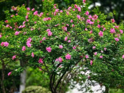 Nhà đẹp - Trồng 4 cây "báu vật truyền đời" này trong sân nhà, tiền tài tự đến, phúc lộc nở hoa