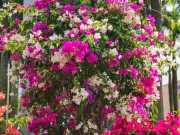 Chỉ cần "mạnh tay" ở 3 điểm, 1 cây hoa giấy sẽ nở tới 500 bông, nở quanh năm bất chấp mùa đông