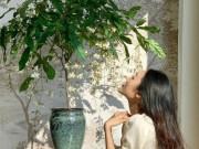 Nhà đẹp - Cây dại vào chậu đẹp hơn hoa lan, thơm hơn nhài, trồng trong nhà giúp chiêu ngọc, rước may