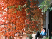 Nhà đẹp - 9X biến ban công thành thiên đường mùa thu bằng cây "tài lộc" này, thu về ngay tại nhà, may mắn cũng gõ cửa