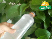 Nhà đẹp - Trồng trầu bà không cần phân bón, tưới 2 thứ nước này lá xanh như bôi mỡ, một chậu thành 4 chậu