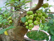 Nhà đẹp - Người thuộc 2 mệnh này trồng cây sung chẳng những đổi vận, hút lộc mà còn được quý nhân phù trợ, sự nghiệp thăng hoa