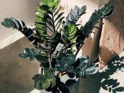 Nhà đẹp - Cây kim tiền thích nhất "món ăn vặt" này, bón đúng cách chồi mới mọc lên tua tủa, một chậu biến thành nhiều chậu