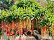 Nhà đẹp - Người thuộc 2 mệnh này trồng cây lộc vừng như chôn vàng trong sân, cây càng tốt gia đình càng đại phú đại quý