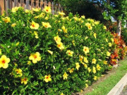 Nhà đẹp - Loài hoa quý hơn vàng, nở 300 ngày mỗi năm, dễ trồng hơn hoa hồng gấp 10 lần, lá và hoa nấu lên thành đặc sản nức tiếng  