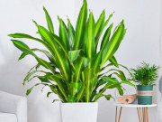 Nhà đẹp - 3 cây thuộc hành Thổ này là sự 'lựa chọn hoàn hảo', cần có trong nhà
