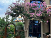 Nhà đẹp - 5 loại cây giúp sân nhà đẹp, cân bằng phong thủy, đem lại cảm giác thịnh vượng