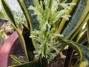 Nhà đẹp - Hóa ra lưỡi hổ ra hoa không phải điềm lành như nhiều người tưởng, biết sớm tôi đã cắt bỏ hoa