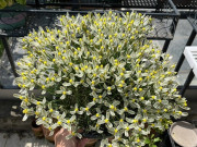 Nhà đẹp - “Vua hương thơm” của thế giới cây xanh, thơm sánh ngang nước hoa, đẹp long lanh như thủy tinh