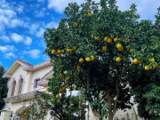 Nhà đẹp - Giàu hay nghèo nhìn cây trước cửa là biết, có 1 trong 10 cây này không giàu sang cũng có phúc khí