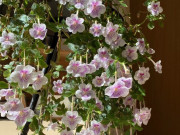 Nhà đẹp - “Vua cây xanh trong nhà” đẹp đến mê hồn, nở suốt 4 mùa trong năm bất chấp trồng ở ban công phía Bắc