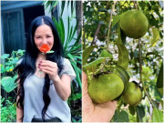 Loại quả 500.000 đồng/kg được diva Hồng Nhung và “phú bà” showbiz trồng trong biệt thự 10.000m2, cực dễ chăm lại hút lộc vào nhà