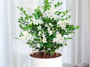 Nhà đẹp - Loại hoa này thơm hơn hoa nhài, lâu tàn hơn mộc hương, mệnh danh là “cỗ máy nở hoa” vì nở suốt 200 ngày