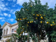 Nhà đẹp - Loại quả "tốt nhất thế giới" Việt Nam trồng bạt ngàn, vào chậu làm bonsai có cây giá 800 triệu, mang lại tài lộc và may mắn