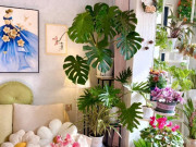 Nhà đẹp - 10 loại cây người giàu chê, người nghèo vẫn mê rước về nhà, biết lý do bạn dám trồng không?