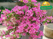 Nhà đẹp - Hoa giấy trơ cành vào mùa đông, chỉ cần 5 bước, nụ bật ngay, hoa nở rực rỡ