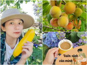 Khu vườn của mẹ đảm Đà Nẵng ở Tây Úc: Rau xanh mướt mắt, hoa giăng lối rực rỡ suốt 4 mùa