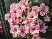 Nhà đẹp - Đây là “tiên nữ” của giới cây xanh trong nhà, thơm hơn hoa nhài, nở 200 ngày mỗi năm, lá chạm đất là bén rễ