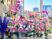 Nhà đẹp - Trồng ngay 10 loại hoa Tết này để "thổi lộc" vào nhà, vừa đẹp vừa hợp phong thủy, càng chưng càng may mắn