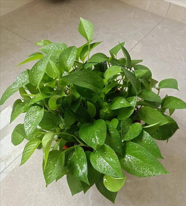 Mùa đông trầu bà có 3 “nỗi sợ”, làm đúng cây dài cả mét, lá xanh như bôi mỡ - 3