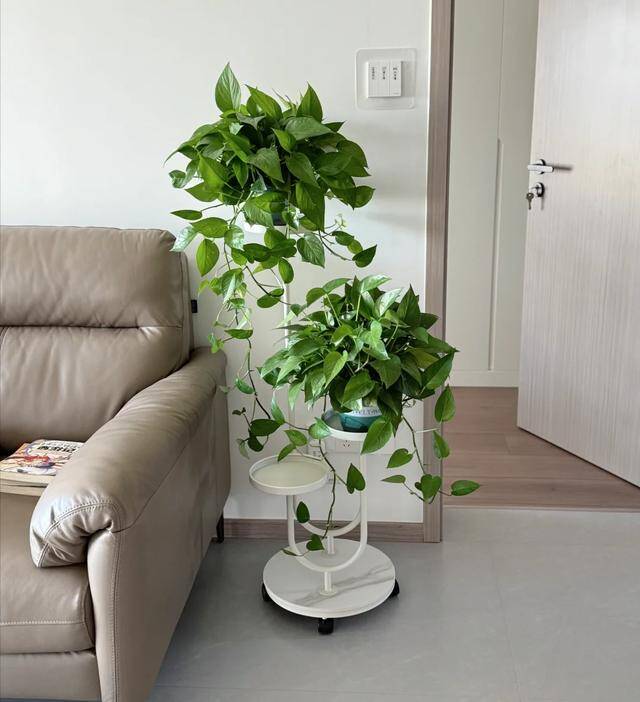 Mùa đông trầu bà có 3 “nỗi sợ”, làm đúng cây dài cả mét, lá xanh như bôi mỡ - 4