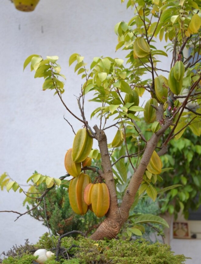 Người thuộc 2 mệnh này trồng cây khế sẽ được Thần Tài chiếu cố, làm đâu thắng đó, may mắn nối tiếp quanh năm - 3