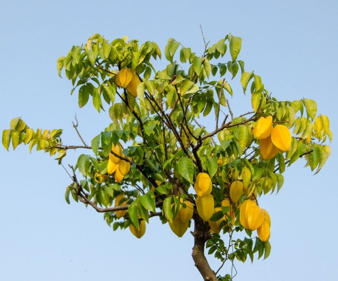 Người thuộc 2 mệnh này trồng cây khế sẽ được Thần Tài chiếu cố, làm đâu thắng đó, may mắn nối tiếp quanh năm - 1