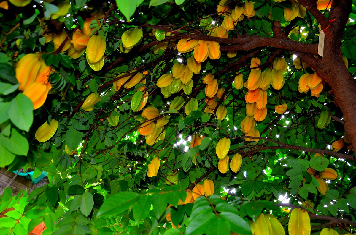 Người thuộc 2 mệnh này trồng cây khế sẽ được Thần Tài chiếu cố, làm đâu thắng đó, may mắn nối tiếp quanh năm - 4