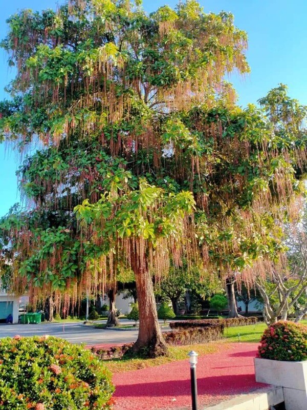Người thuộc 2 mệnh này trồng cây lộc vừng như chôn vàng trong sân, cây càng tốt gia đình càng đại phú đại quý - 1