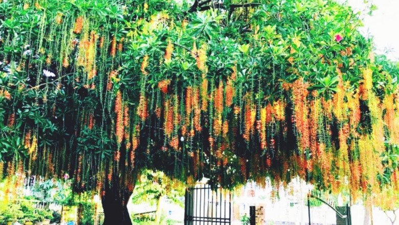 Người thuộc 2 mệnh này trồng cây lộc vừng như chôn vàng trong sân, cây càng tốt gia đình càng đại phú đại quý - 5