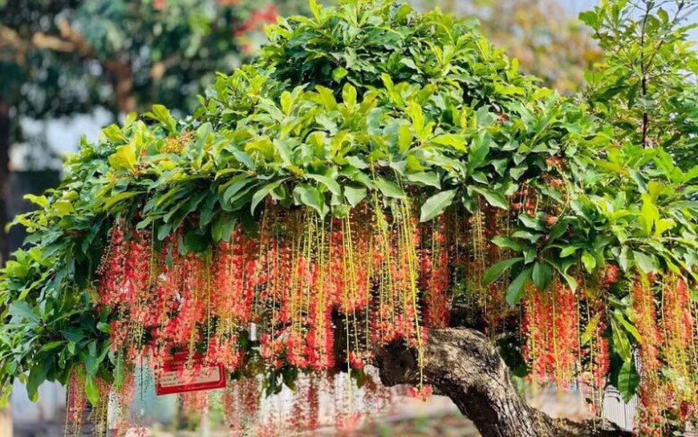 Người thuộc 2 mệnh này trồng cây lộc vừng như chôn vàng trong sân, cây càng tốt gia đình càng đại phú đại quý - 4