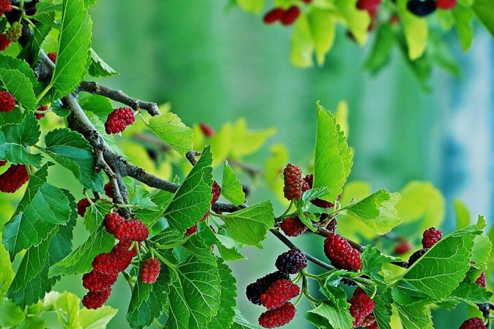 Người xưa nói: amp;#34;Ban công có 3 loại hoa, nhà nghèo khó phát”, kiểm tra xem nhà bạn có không - 3