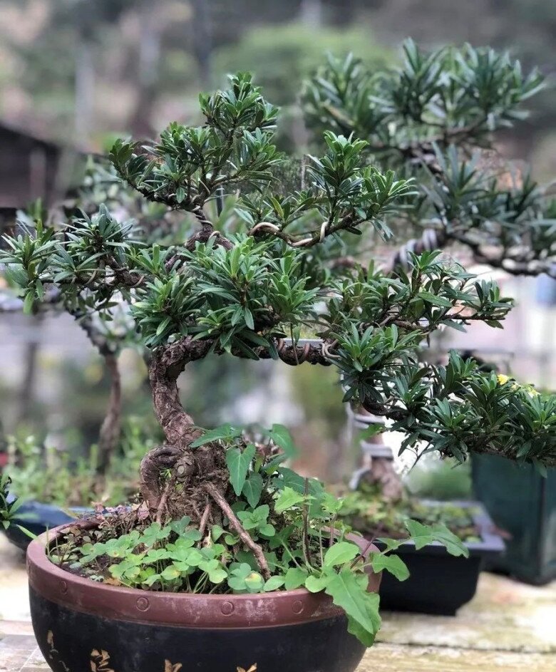 Người xưa nói: amp;#34;Trồng 3 cây trong sân, muốn không giàu cũng khó, con cháu thăng quan phát tàiamp;#34; - 4