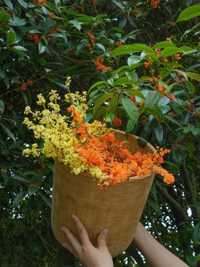 Người xưa nói: amp;#34;Trồng 3 cây trong sân, muốn không giàu cũng khó, con cháu thăng quan phát tàiamp;#34; - 2