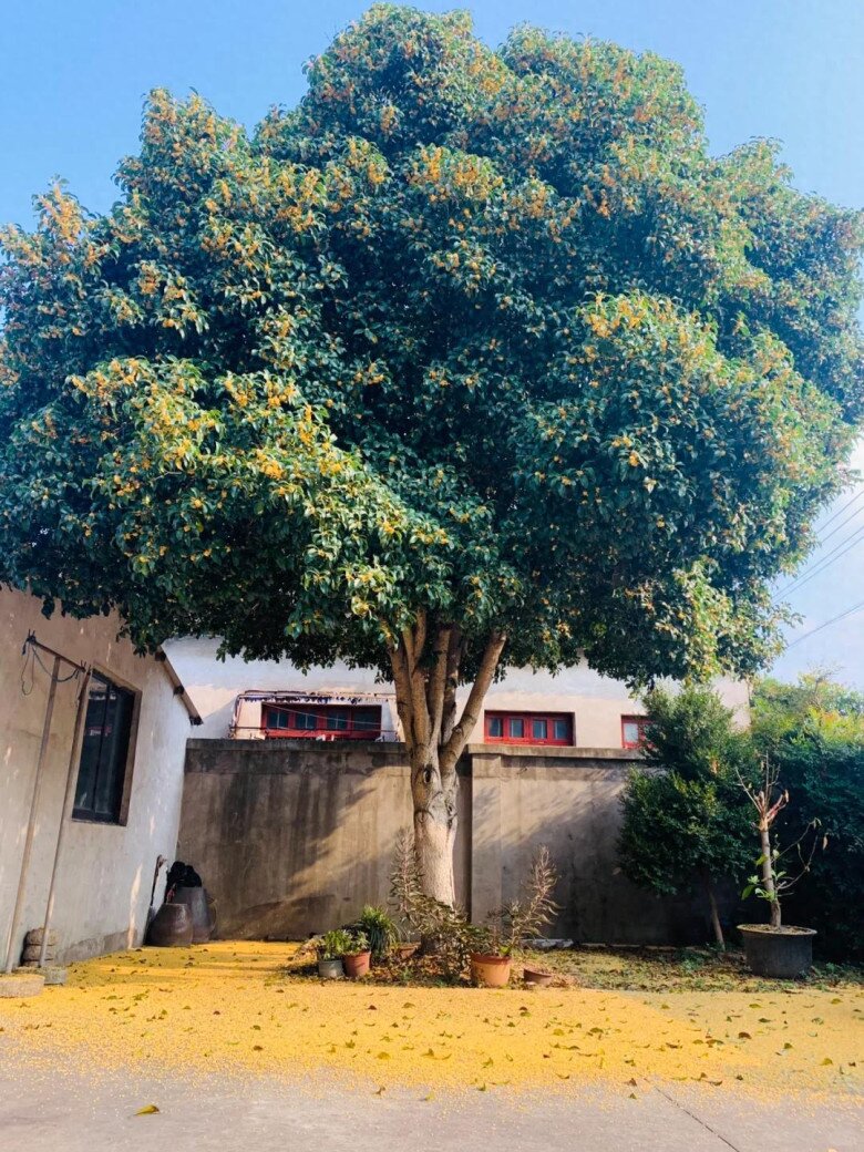 Người xưa nói: amp;#34;Trồng 3 cây trong sân, muốn không giàu cũng khó, con cháu thăng quan phát tàiamp;#34; - 3