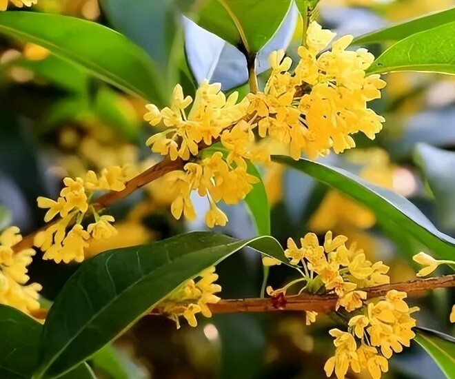 Người xưa nói: amp;#34;Trồng 3 cây trong sân, muốn không giàu cũng khó, con cháu thăng quan phát tàiamp;#34; - 1