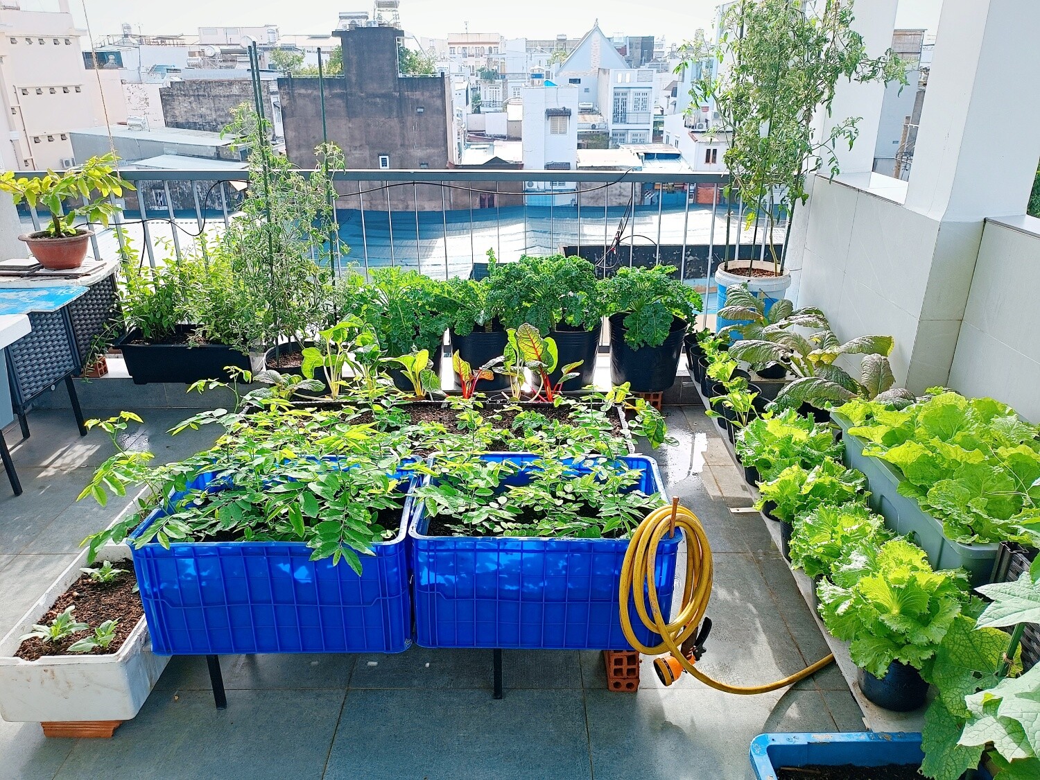 Ông bố 3 con Sài Gòn là kỹ sư IT, trồng rau sân thượng từ nhà đến công ty, mảnh vườn nào cũng xanh tốt - 14