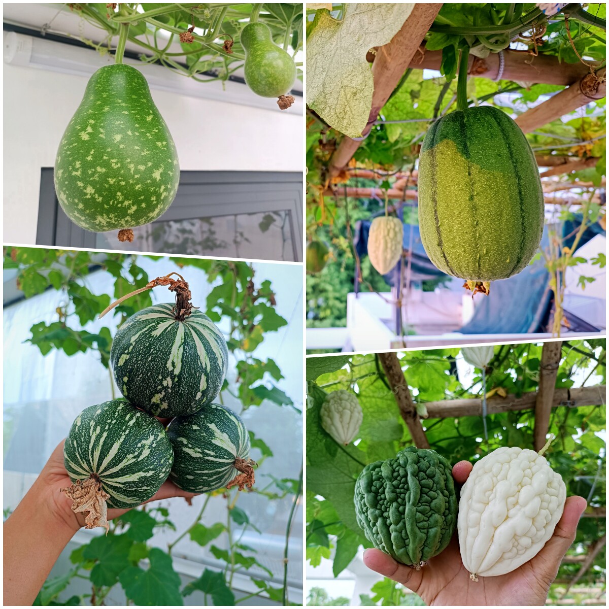 Ông bố 3 con Sài Gòn là kỹ sư IT, trồng rau sân thượng từ nhà đến công ty, mảnh vườn nào cũng xanh tốt - 11