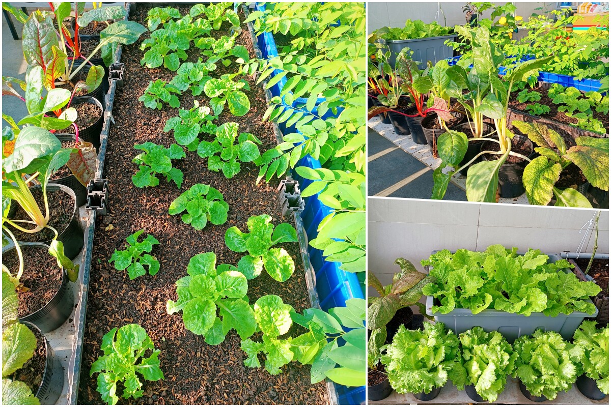 Một số loại rau xanh trong vườn nhà.