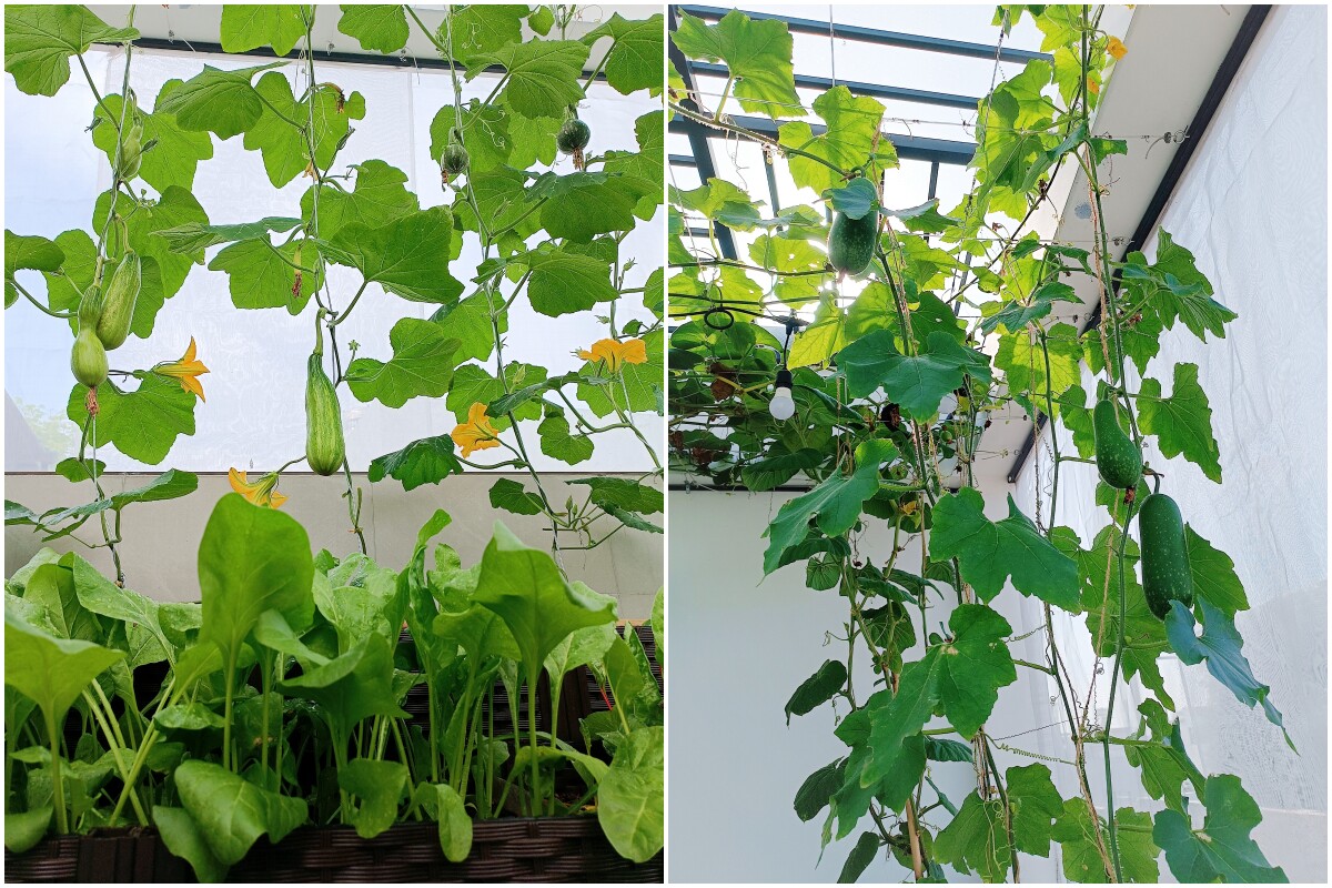 Ông bố 3 con Sài Gòn là kỹ sư IT, trồng rau sân thượng từ nhà đến công ty, mảnh vườn nào cũng xanh tốt - 12