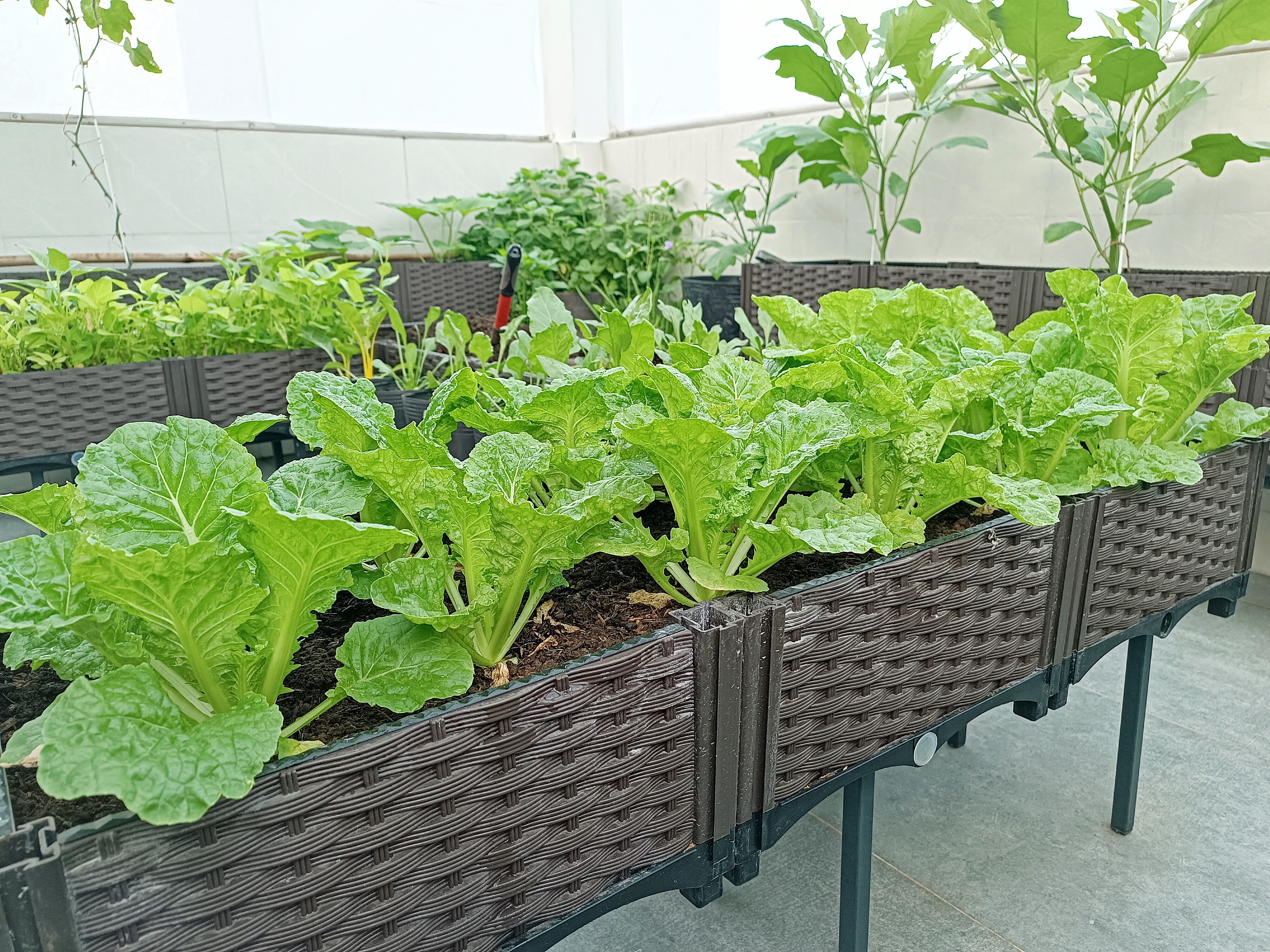 Ông bố 3 con Sài Gòn là kỹ sư IT, trồng rau sân thượng từ nhà đến công ty, mảnh vườn nào cũng xanh tốt - 20