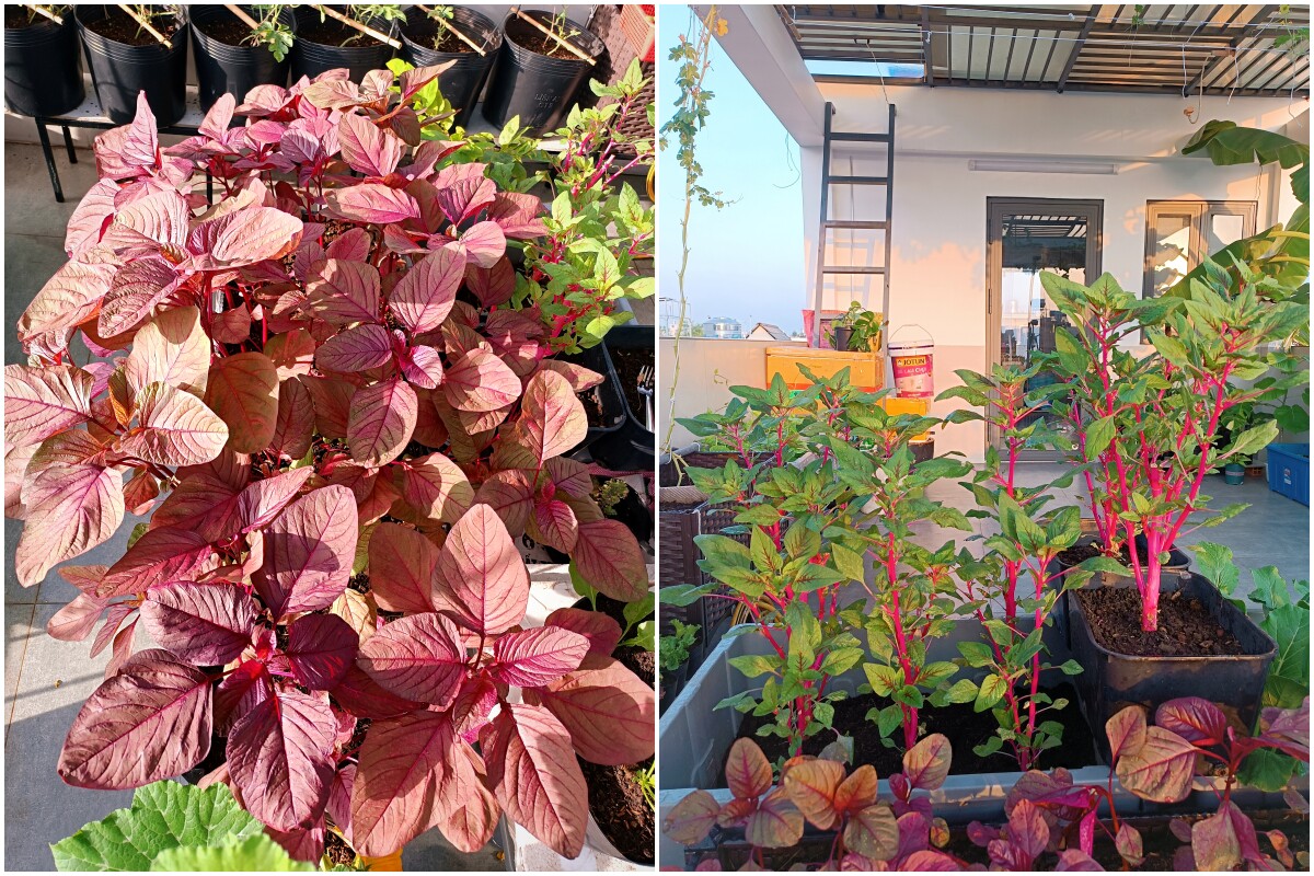 Ông bố 3 con Sài Gòn là kỹ sư IT, trồng rau sân thượng từ nhà đến công ty, mảnh vườn nào cũng xanh tốt - 9