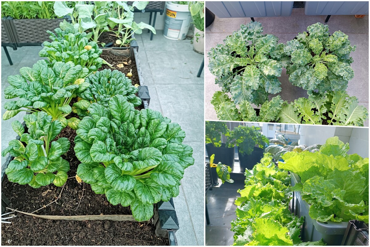 Ông bố 3 con Sài Gòn là kỹ sư IT, trồng rau sân thượng từ nhà đến công ty, mảnh vườn nào cũng xanh tốt - 8