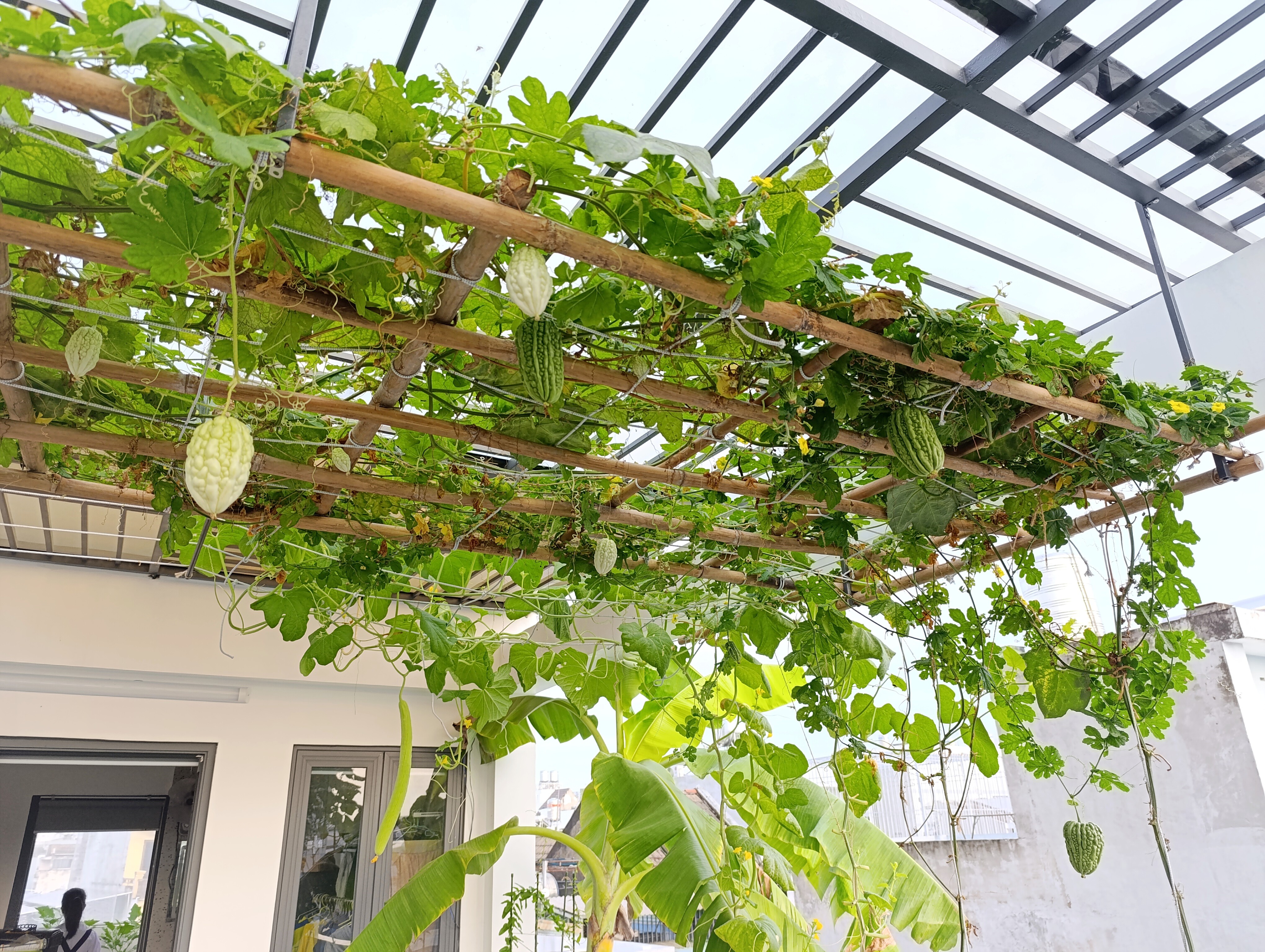 Ông bố 3 con Sài Gòn là kỹ sư IT, trồng rau sân thượng từ nhà đến công ty, mảnh vườn nào cũng xanh tốt - 13