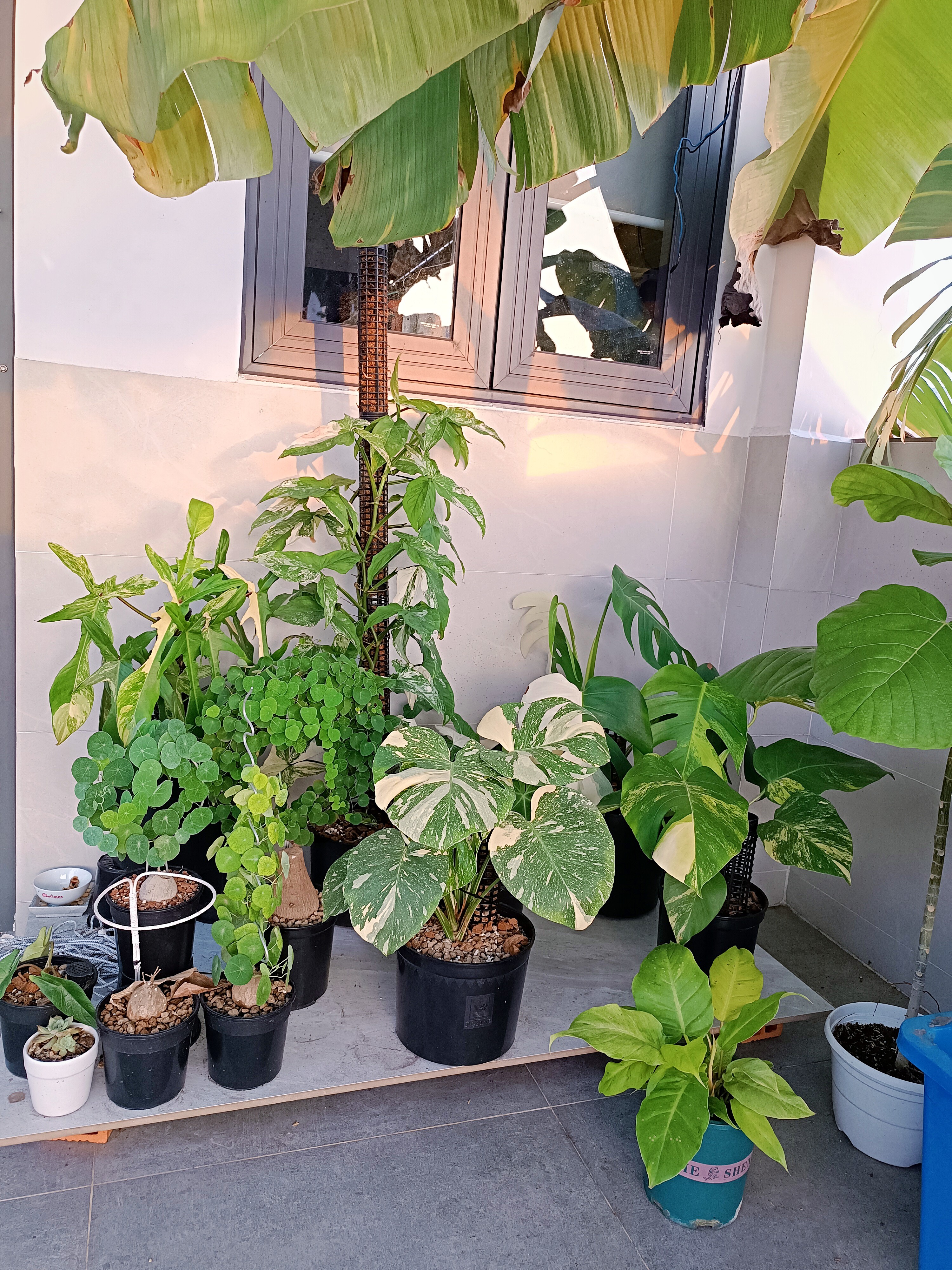 Tại sân thượng, anh Phúc còn dành một góc để trồng vài chậu cây cảnh.